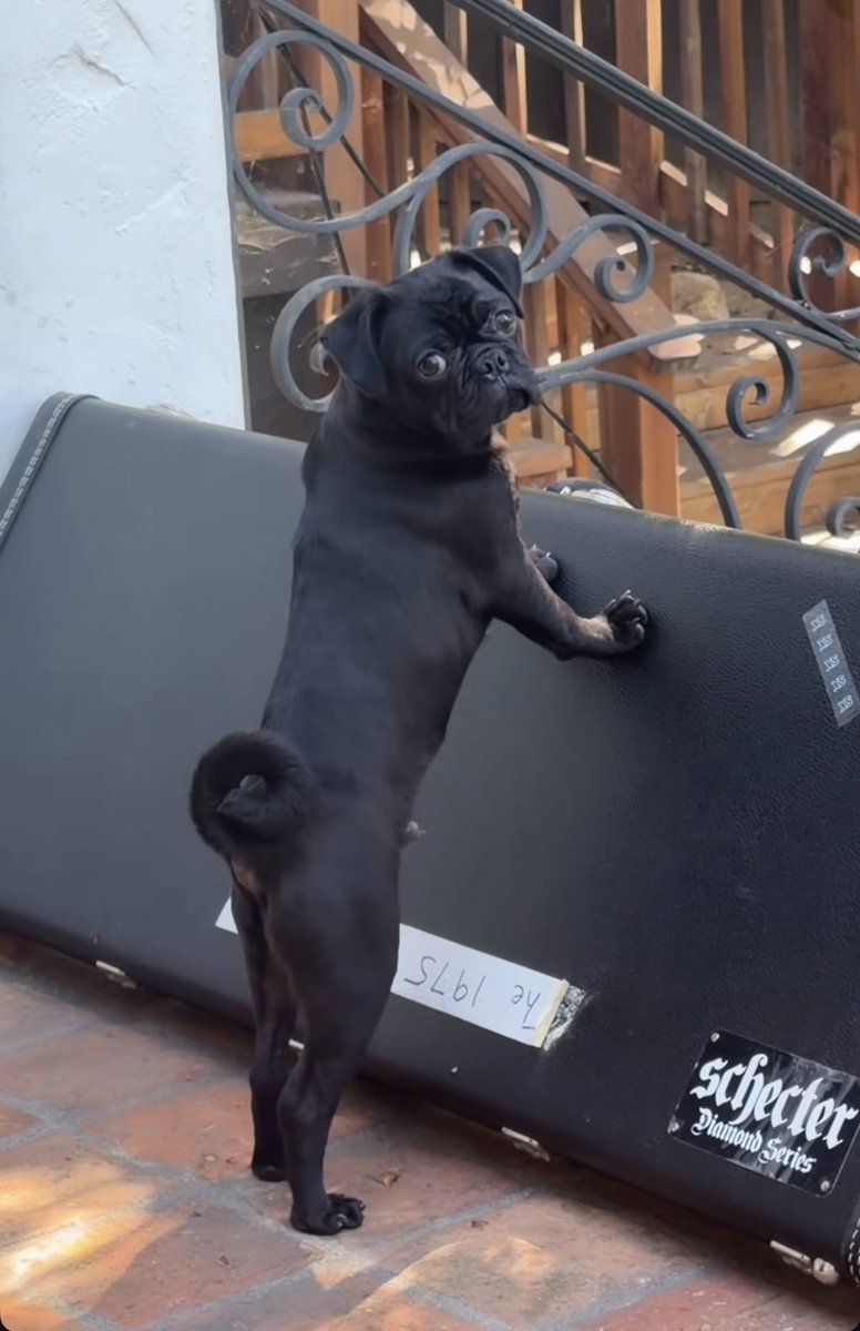 THE 1975 content that go hard BRASIL tweet media