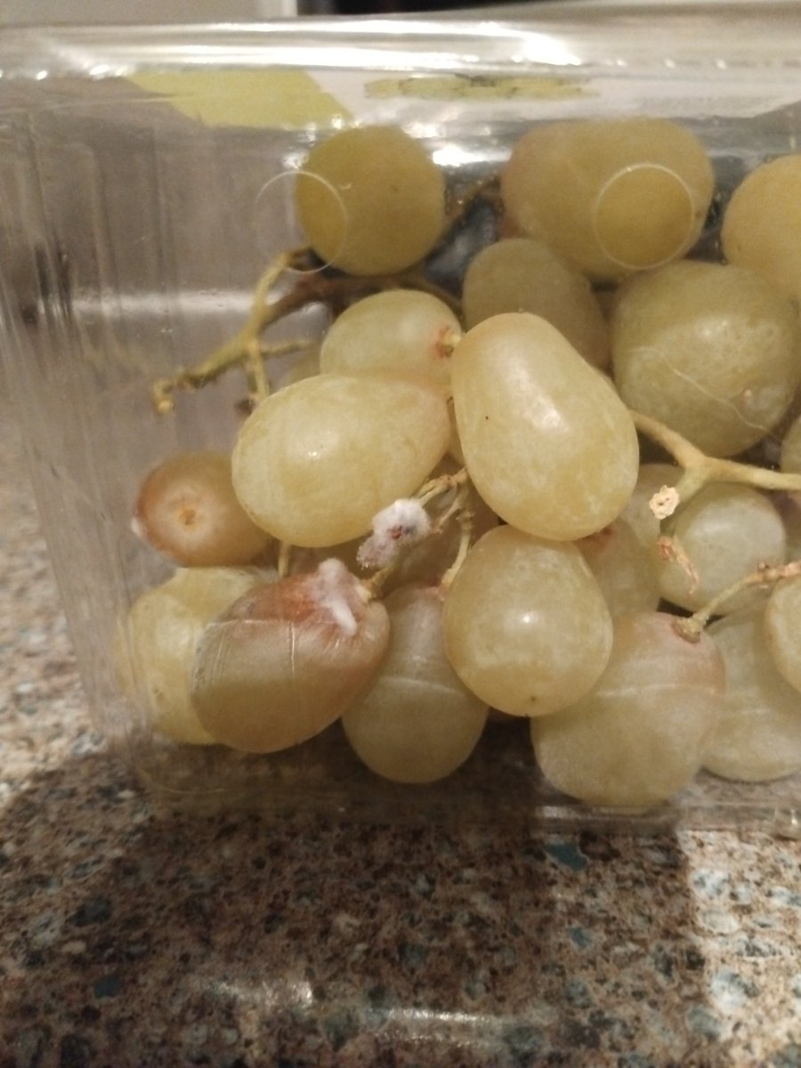 tayman90's tweet photo. Grapes with a bonus side of mould, a day after purchase.

To be fair, it does say wash before use...

@LidlGB 
 
What are your thoughts? Is this acceptable?

#lidl #mouldygrapes🍇 https://t.co/jV1tPuXOlN
