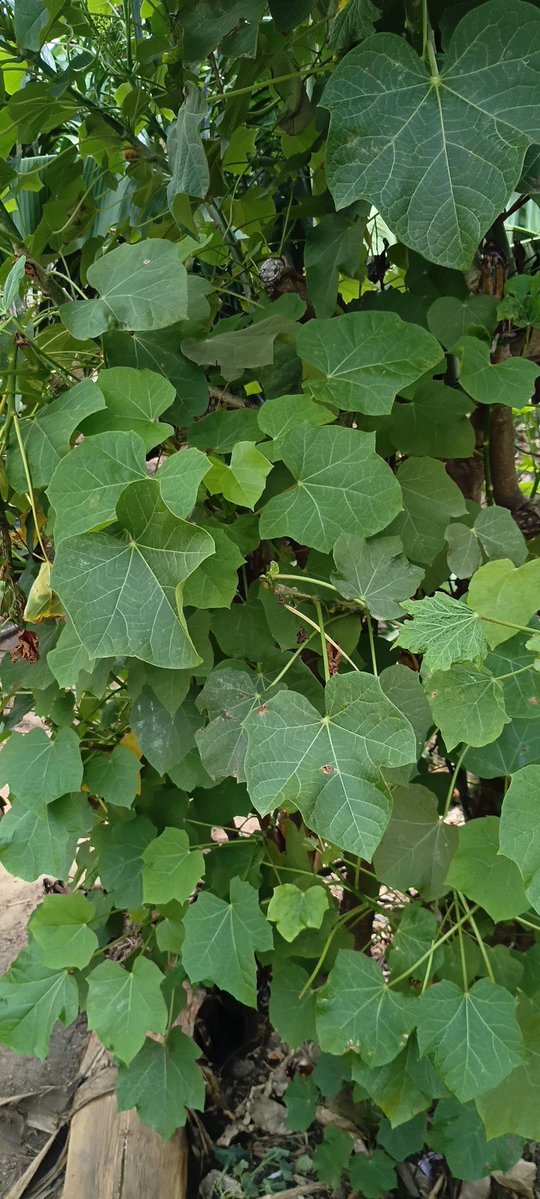 ÁDÉWÁLÈ tweet media