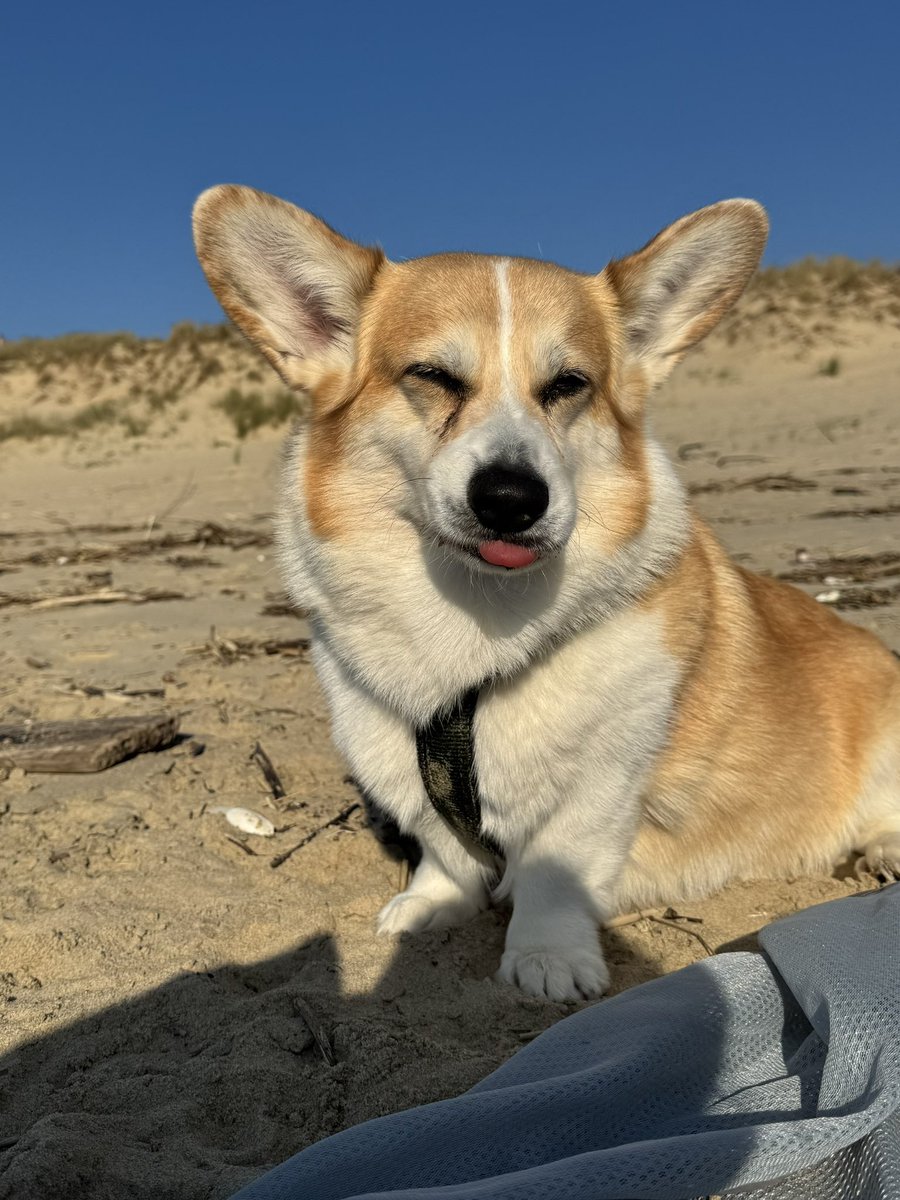 Moustache tweet media