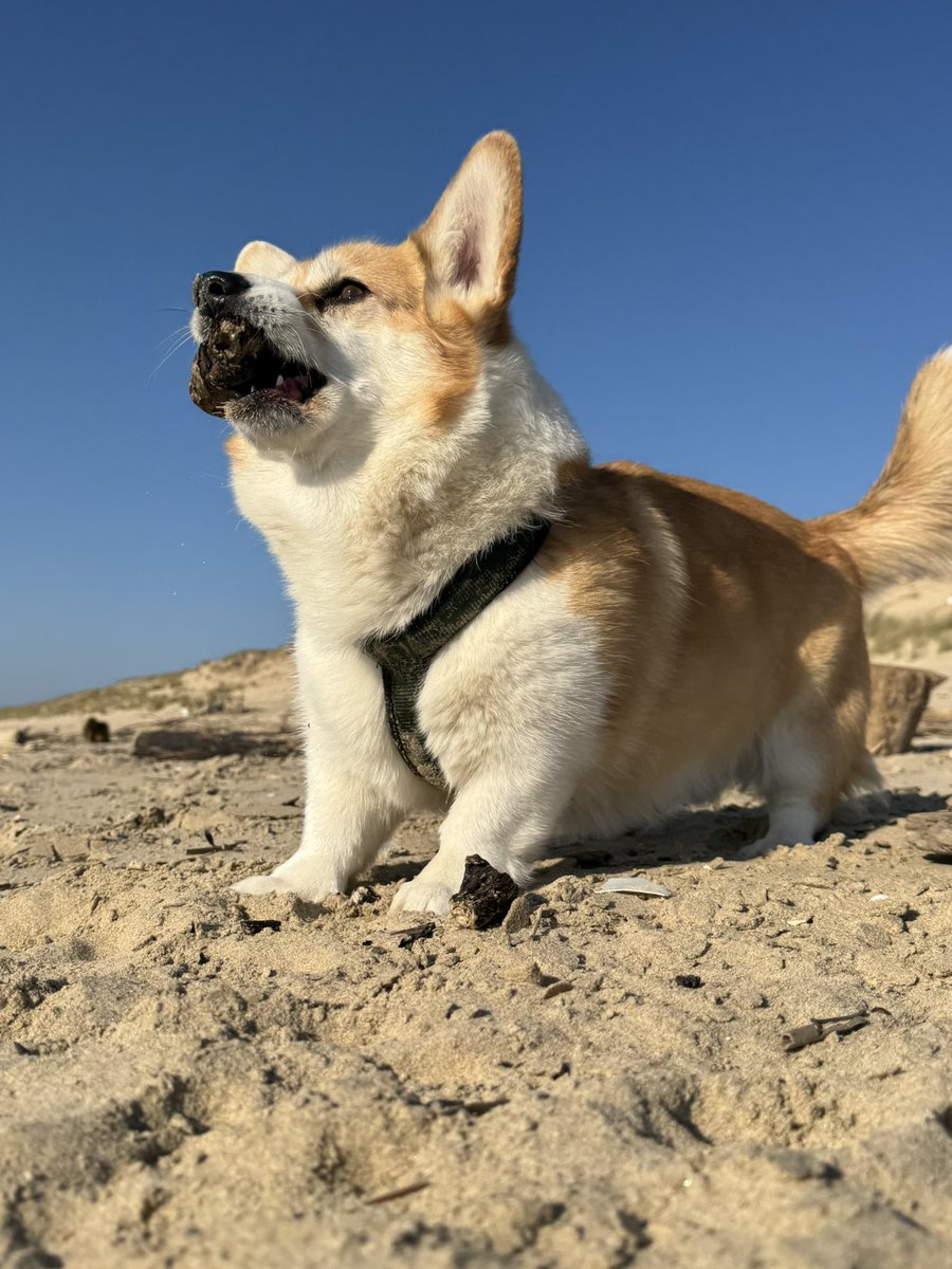 Moustache tweet media