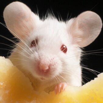 Mente Sabia tweet media