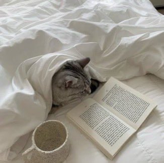 Rose🌸 tweet media