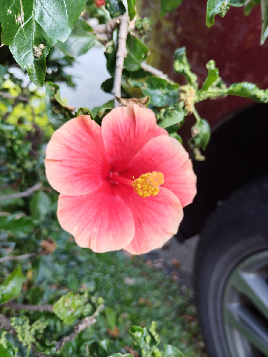 Ana Caro 🌺 tweet media