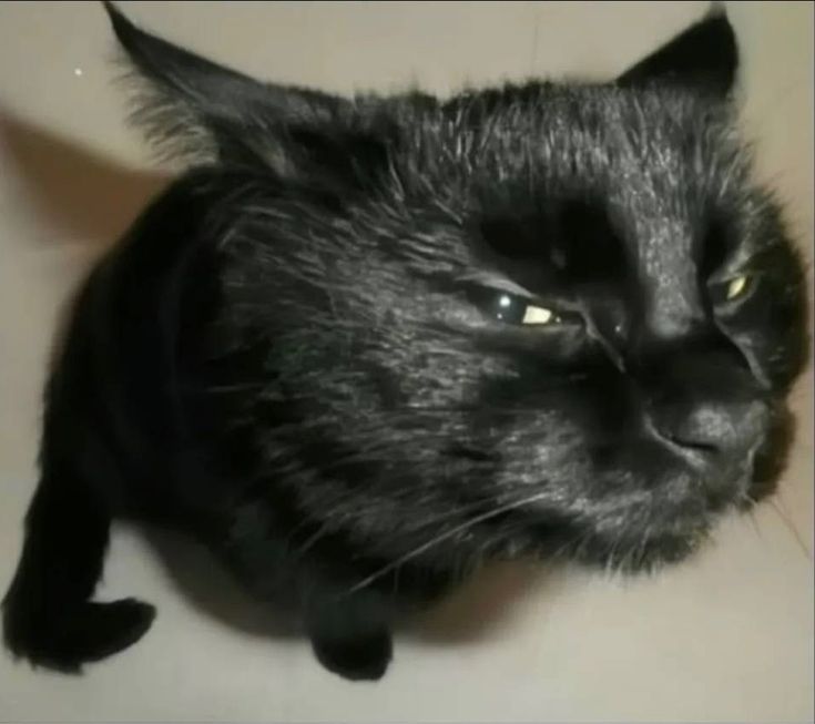 Libee 𖤐|enhypen 07 tweet media