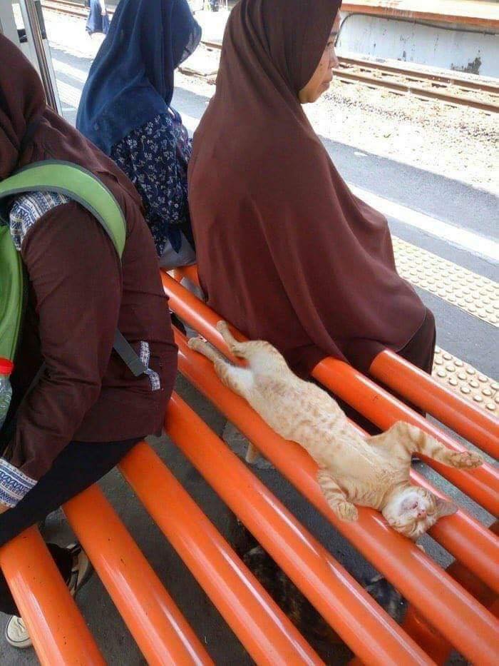 cats with jobs 🛠 tweet media