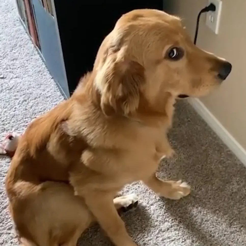 tweet davidson tweet media