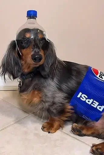 Pep the Pup (Pepsi Dog) tweet media