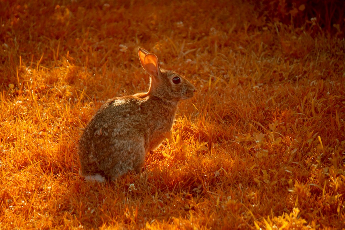 Michael Levin tweet media