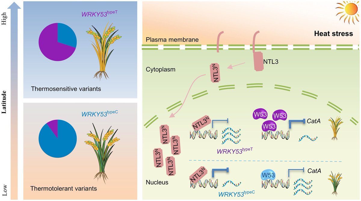New Phytologist tweet media
