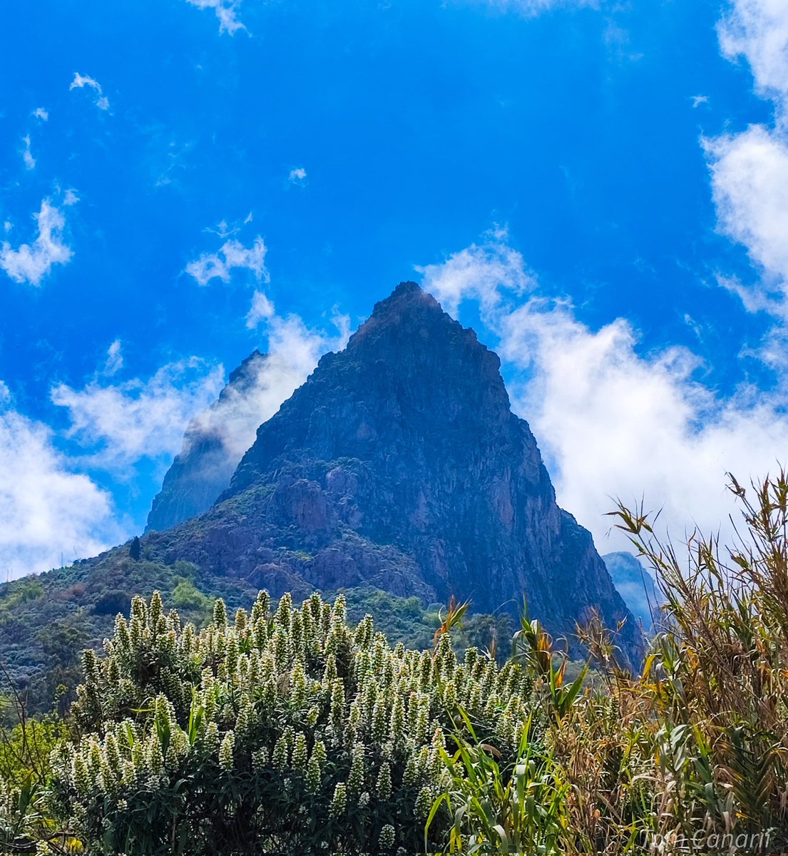 JM ᴄᴀɴᴀʀɪɪ ⵣ❂ tweet media