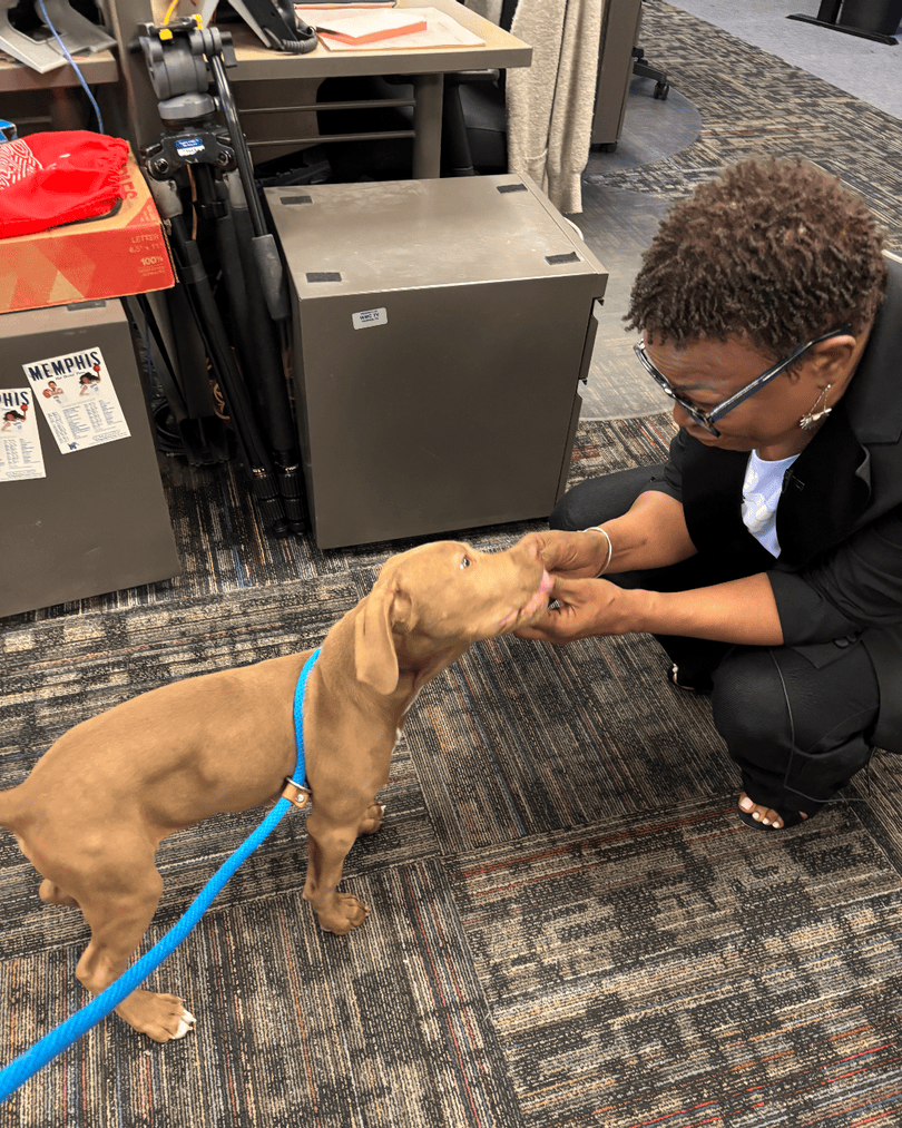 Memphis Humane Society tweet media