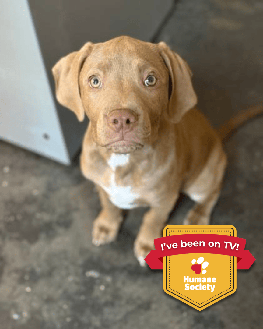 Memphis Humane Society tweet media