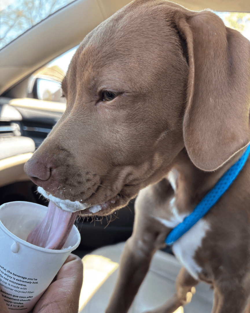 Memphis Humane Society tweet media