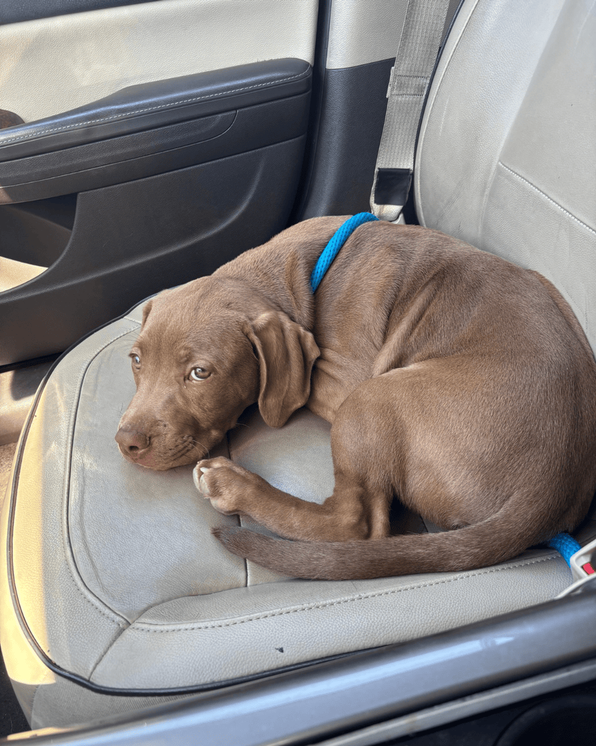 Memphis Humane Society tweet media