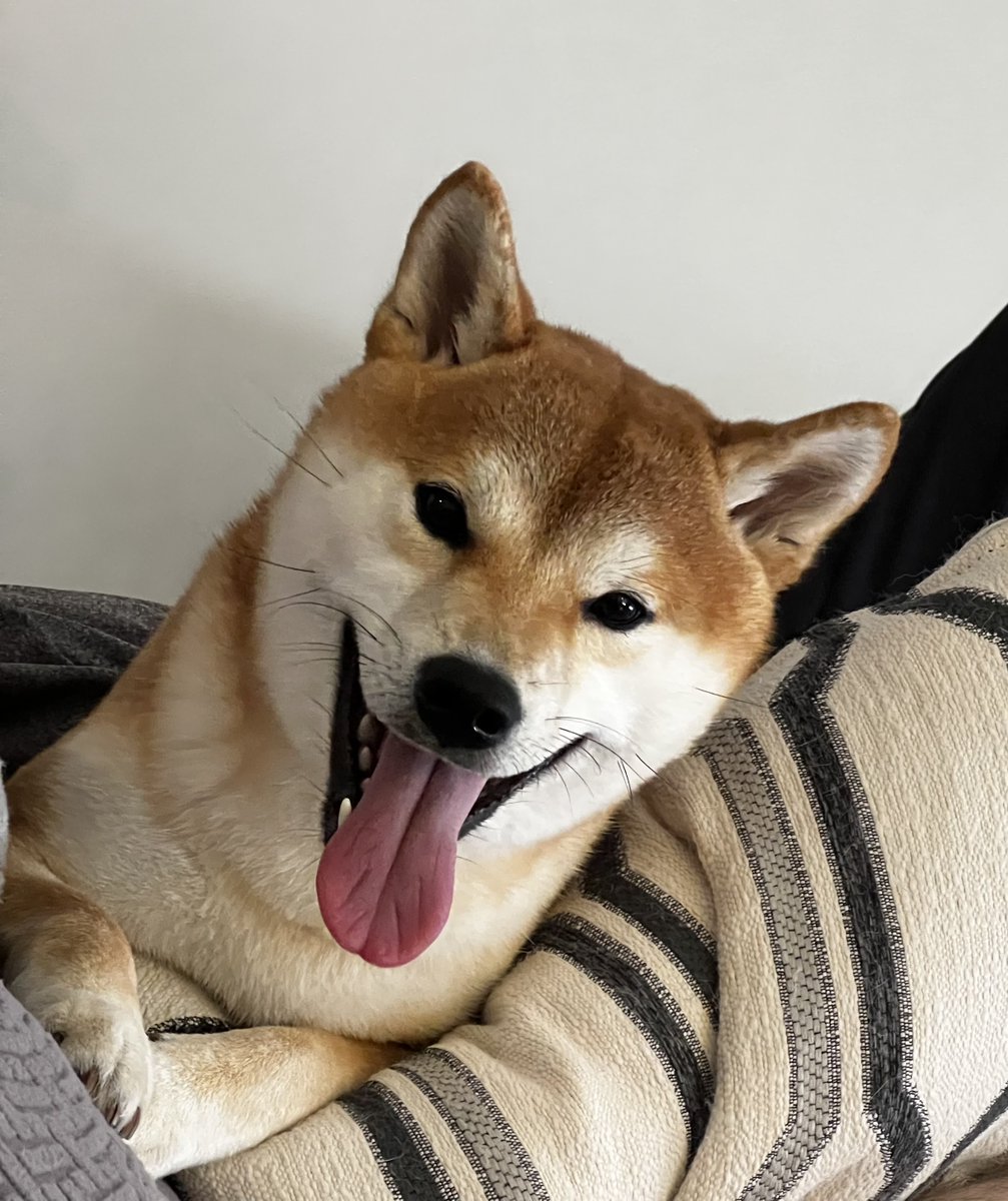 Shiba Every Hour tweet media