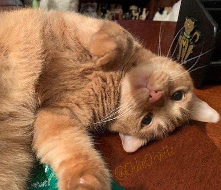 THE Odie Bob Orville 😺 tweet media