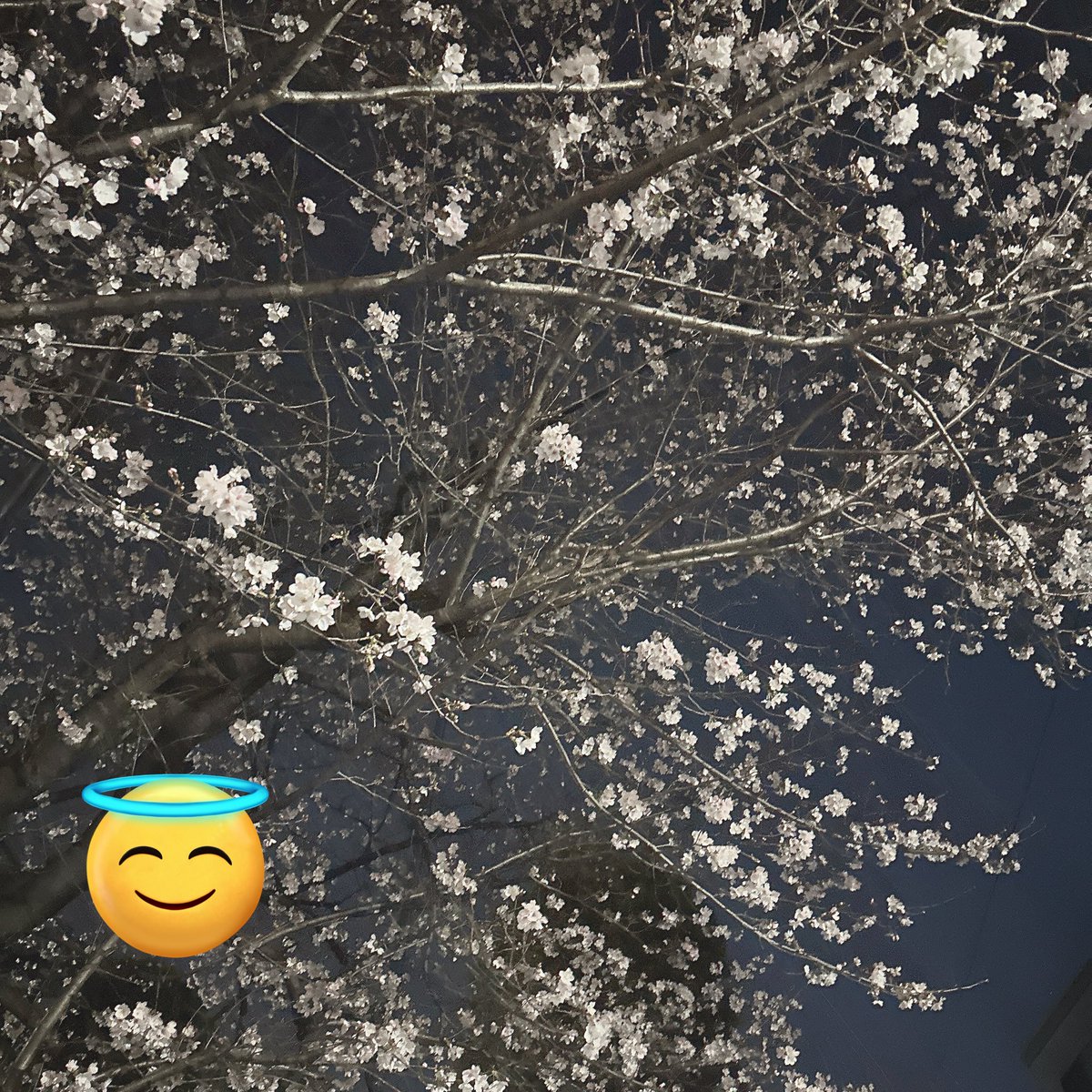 ゆ〜きฅ tweet media