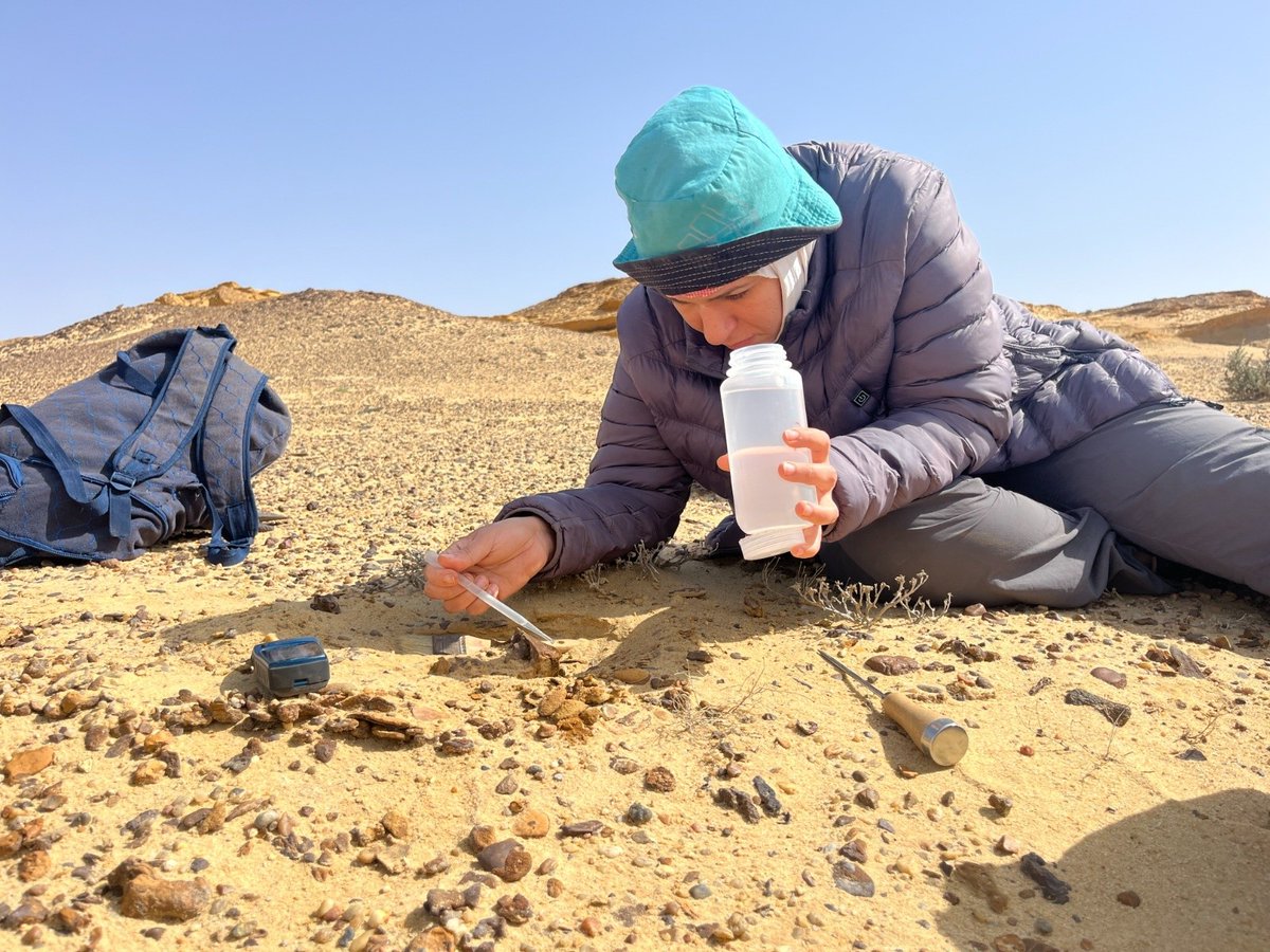 الأهرام AlAhram tweet media