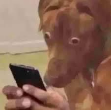 Caillou | Jut & Dae enjoyer 🐷​🐰 tweet media