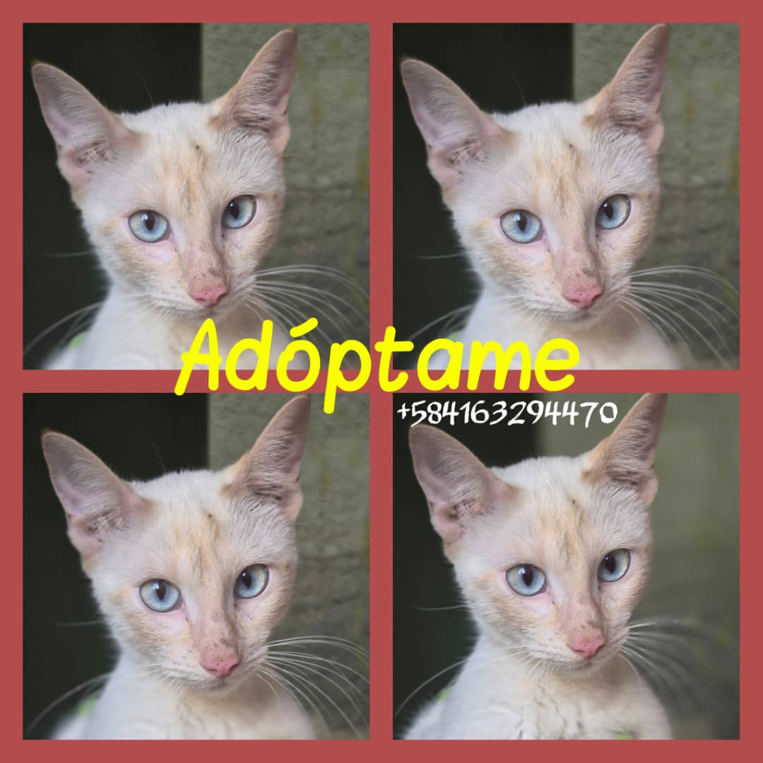 yaracalcagno's tweet photo. Adopta. Salva una vida. Cambia un destino. 
Otro trío que está en Montalbán Caracas. https://t.co/NmLYQ3djqt