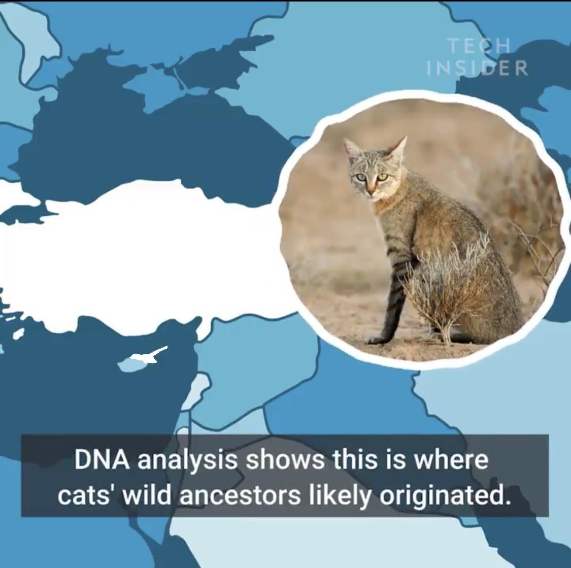 Daily Turkic tweet media