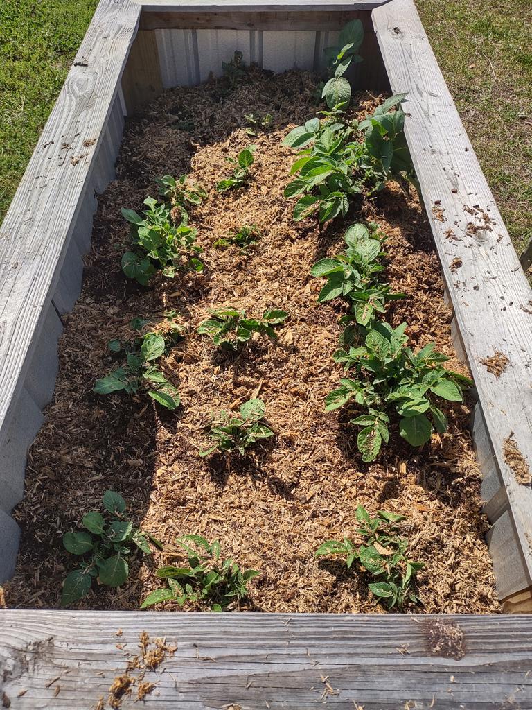 cornbread tweet media