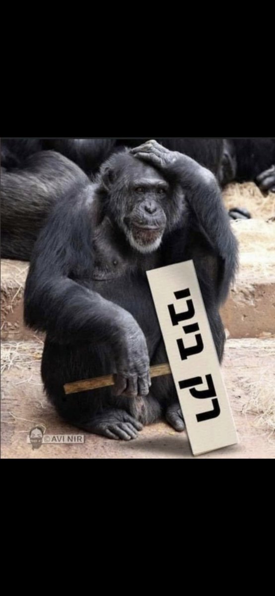 בועז tweet media