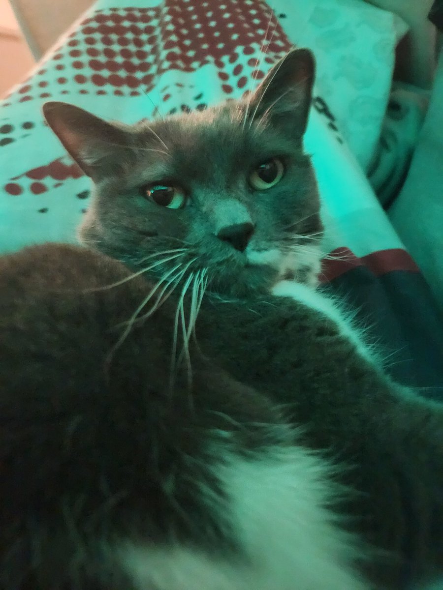 Pims 🐈‍⬛ tweet media