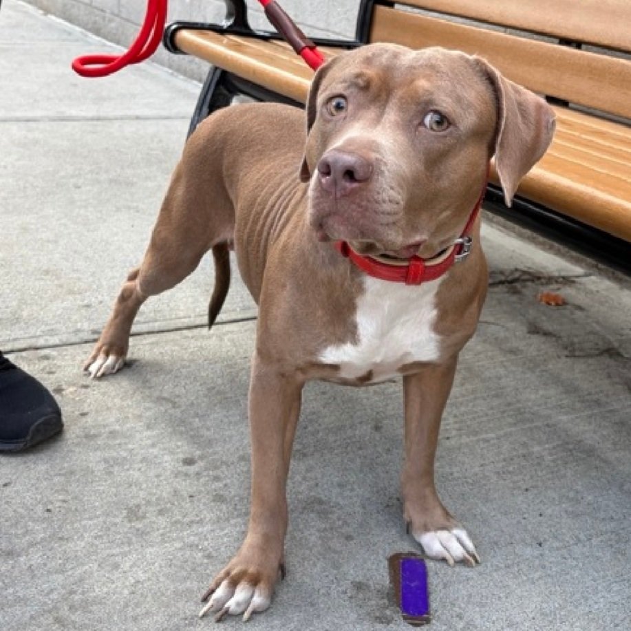 Morgan Fairchild's Dogs tweet media