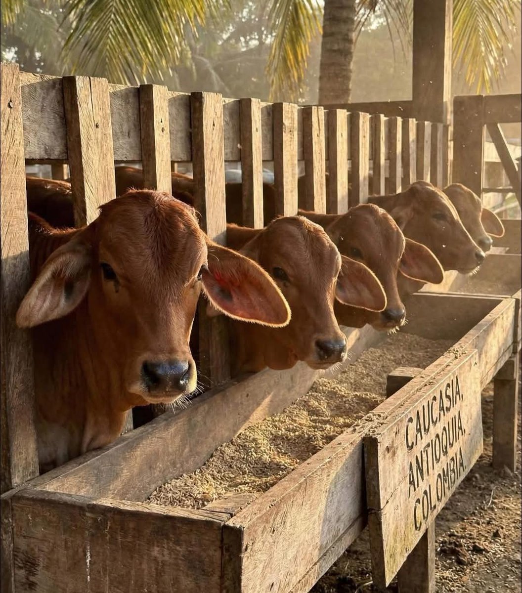 PL Becerril Pasión Ganadera tweet media