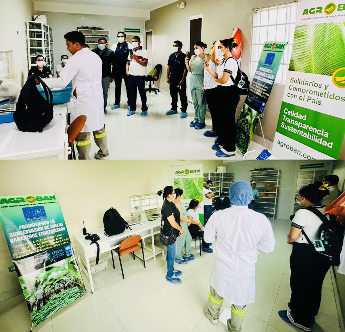AgrobanEC's tweet photo. ¡Biotecnología en campo! AGROBAN y Los Chirijos (Milagro) capitalizan experiencia de Tierra Fértil (Pasaje) para implementar laboratorio de bioinsumos de alta tecnología. Con @PNUDEcuador @theGEF Proyecto FARM @AgriculturaEc @Ambiente_Ec blindamos al productor de Guayas 🔬🌱🇪🇨🍌 https://t.co/Xe9SbG3nTc