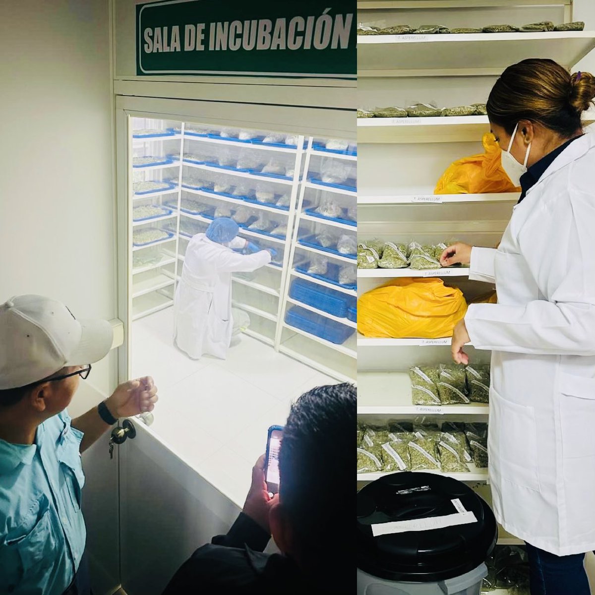 AgrobanEC's tweet photo. ¡Biotecnología en campo! AGROBAN y Los Chirijos (Milagro) capitalizan experiencia de Tierra Fértil (Pasaje) para implementar laboratorio de bioinsumos de alta tecnología. Con @PNUDEcuador @theGEF Proyecto FARM @AgriculturaEc @Ambiente_Ec blindamos al productor de Guayas 🔬🌱🇪🇨🍌 https://t.co/Xe9SbG3nTc