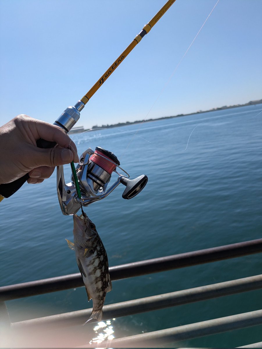 itsuha_fishing's tweet photo. クワトロの旅 in サンディエゴ🌴
相棒は旧クワトロ63L
SSジグにヒットした君の名は? https://t.co/Yni0Zgrkbg