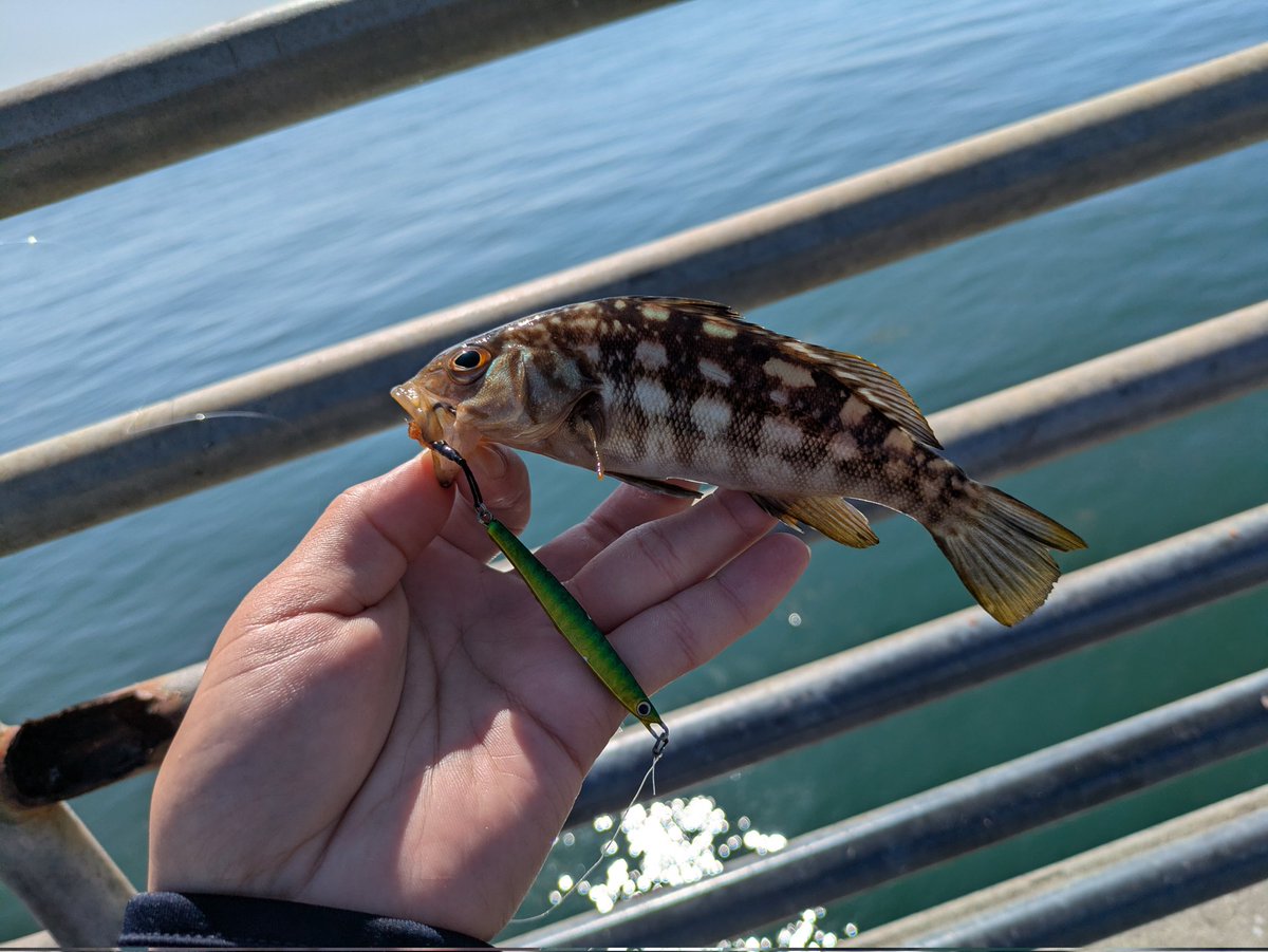 itsuha_fishing's tweet photo. クワトロの旅 in サンディエゴ🌴
相棒は旧クワトロ63L
SSジグにヒットした君の名は? https://t.co/Yni0Zgrkbg