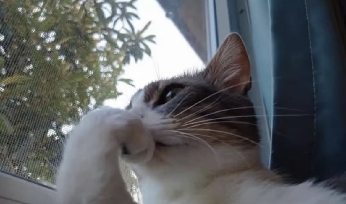 BOUBACAR || tweet media