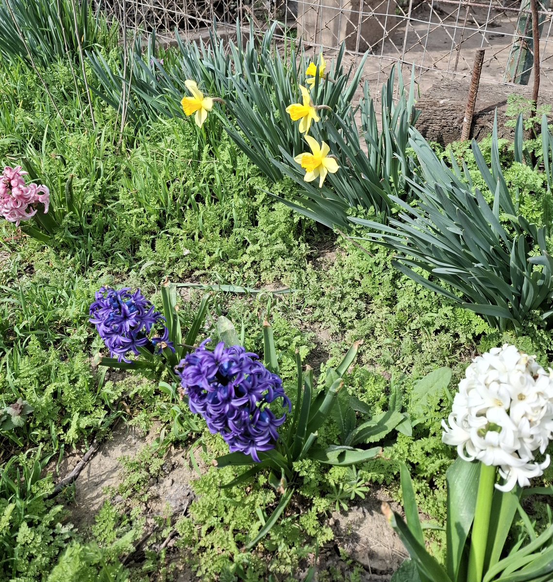 TapardeaA's tweet image. #colours  #mygarden