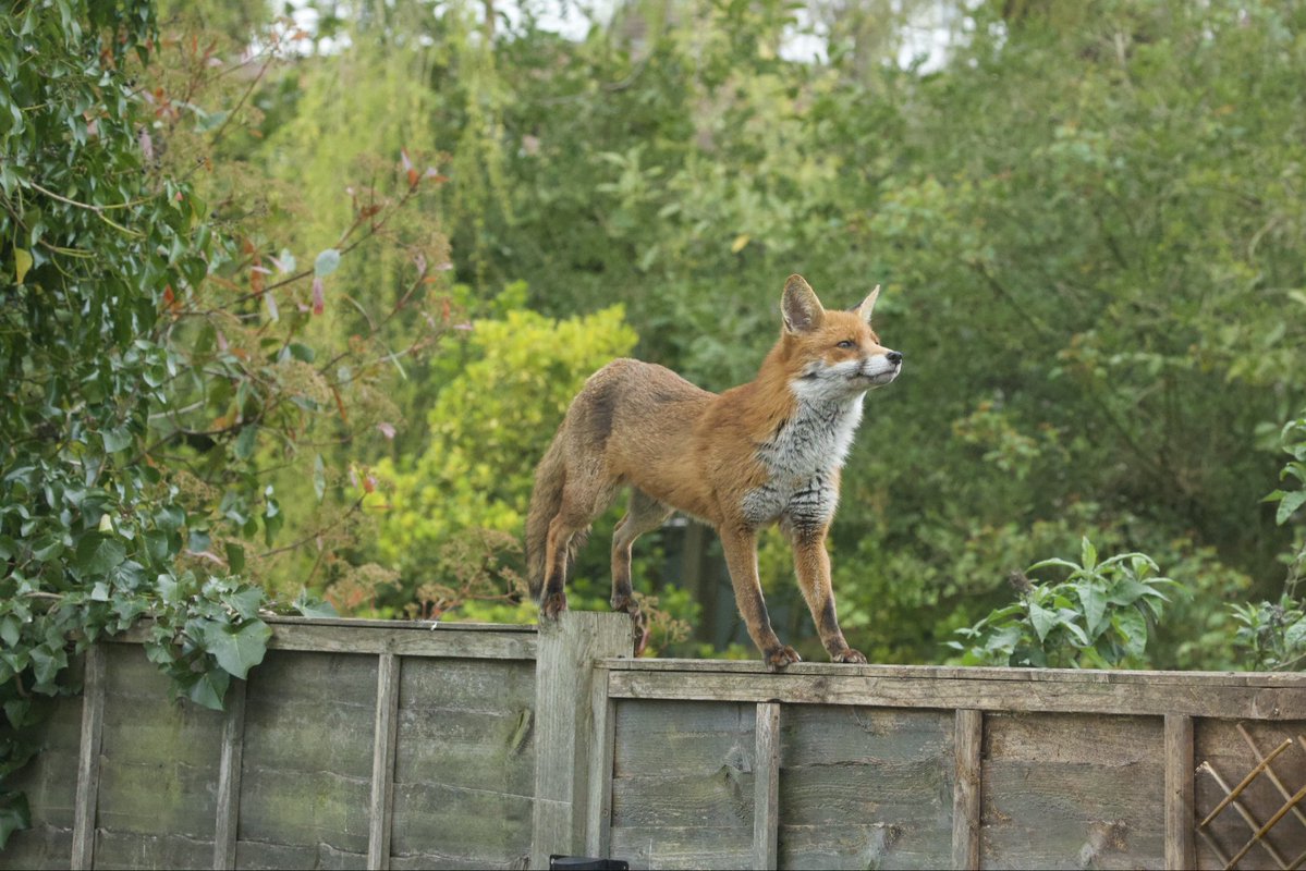 David Hateley tweet media