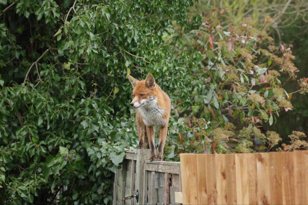 David Hateley tweet media