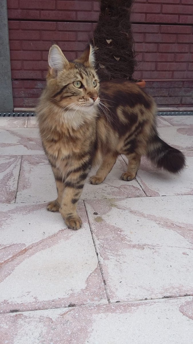 Marley🐾 tweet media