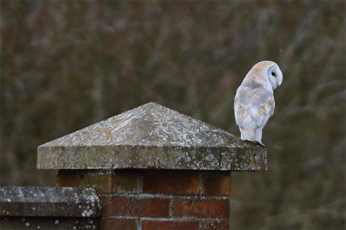 Phil Burnside tweet media