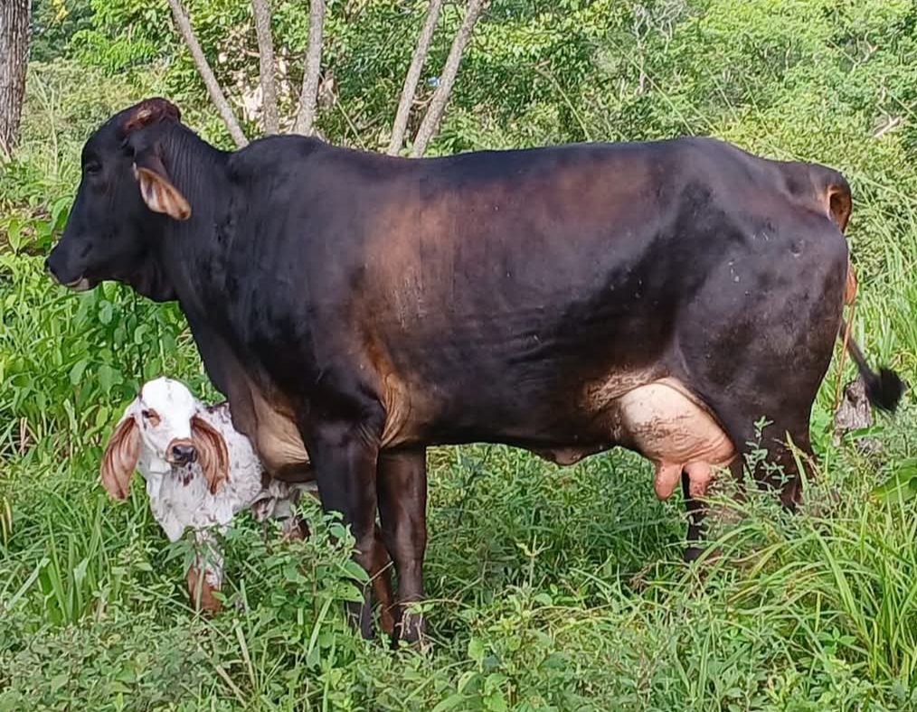 PL Becerril Pasión Ganadera tweet media