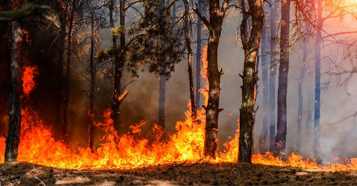 NatlFirewatch's tweet photo. Wildfire season is approaching.
Are your properties protected?
Learn how fire watch services help reduce risk and protect assets 👇
https://t.co/iEwU4fiNN0
#WildfireSeason #FireWatch #Security #ConstructionSites https://t.co/SiD4B1xlGe