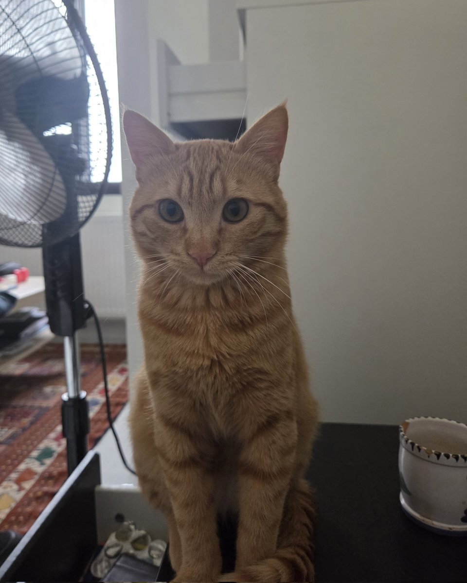 Astrersgarm☭🚩🇵🇸🇻🇪🇨🇺 tweet media