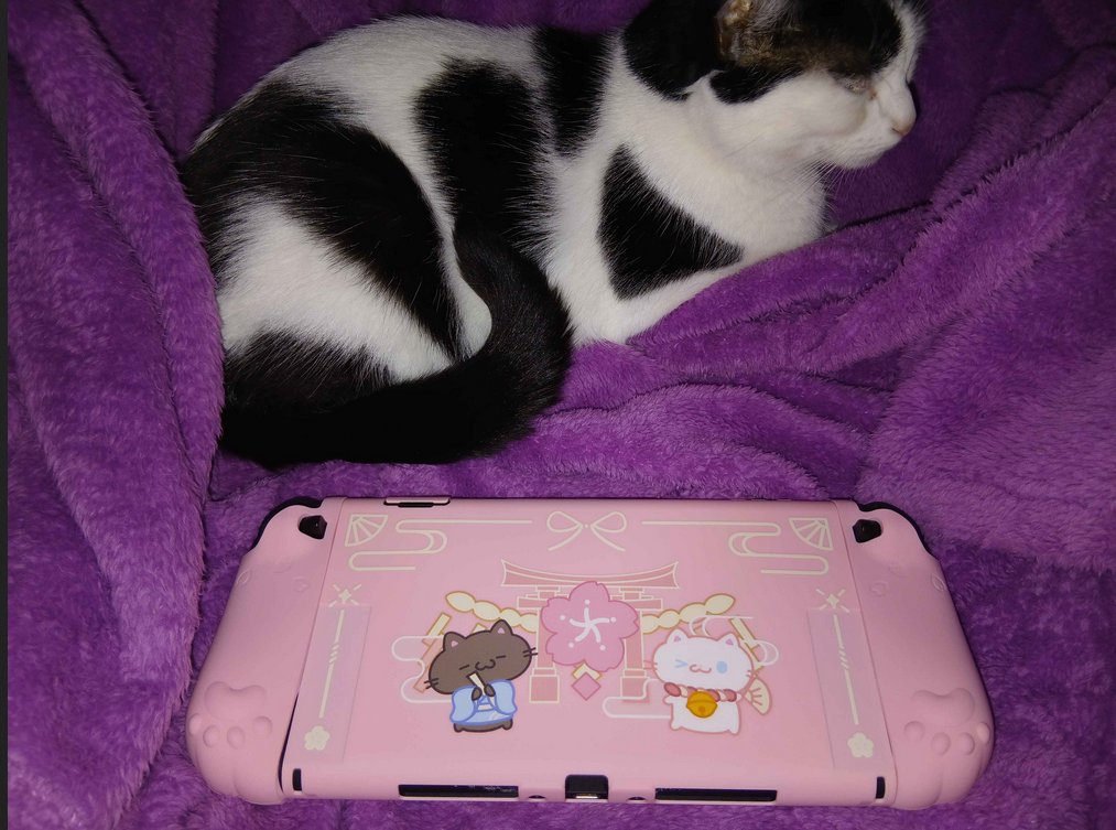 Feli 🐙🐾 tweet media