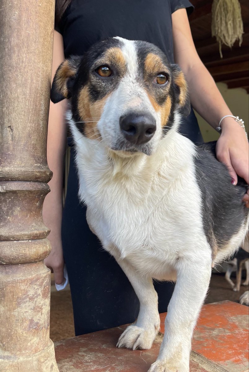 peeereeeezzz's tweet photo. Holaaaa ayer y hoy estuvimos en jornada de adopción en EAFIT, ella es Fiona y no ha conseguido un hogar aún, tiene 2 años y es demasiado mimada! Si alguien está interesado en adoptarla escríbanme DM #EAFIT #adopcion #mimada https://t.co/Y3e92WmFQg