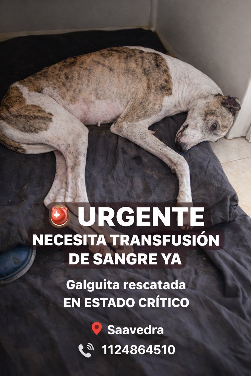 Proyecto Galgo Arg 🐬Ⓥ tweet media