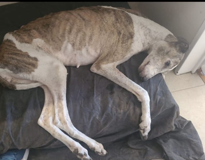 Proyecto Galgo Arg 🐬Ⓥ tweet media