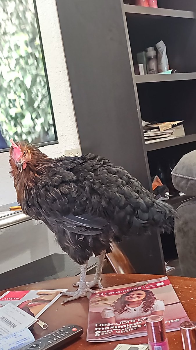Soleilvv's tweet photo. @NormisOzuna Los gallos no ponen huevos  ...dice la Shina ... LA SHINA : https://t.co/V7uVkeP7Va