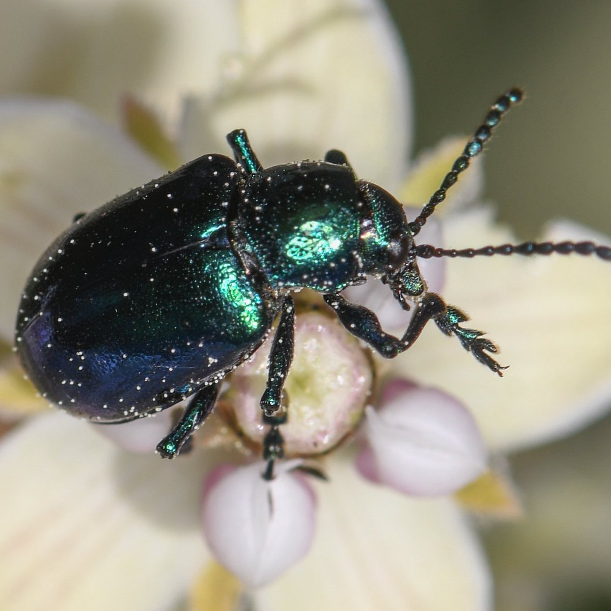 ✨Okappin✨ (@ookappin) on Twitter photo 